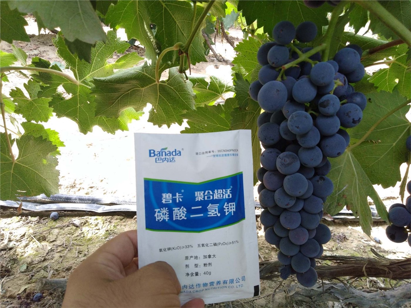 葡萄如何正确施肥？