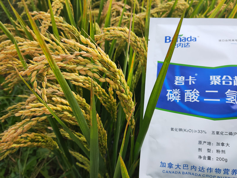 水稻施肥很重要，如何才能正确施肥？