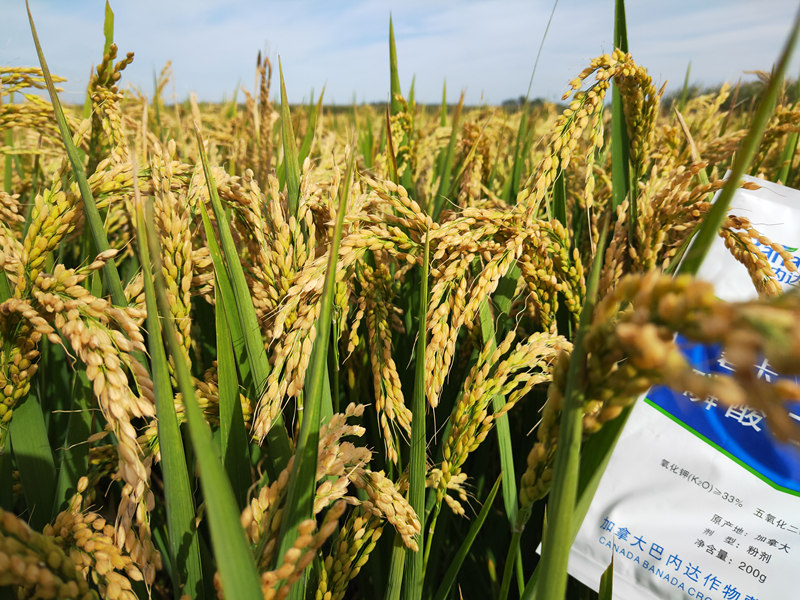 水稻施肥很重要，如何才能正确施肥？