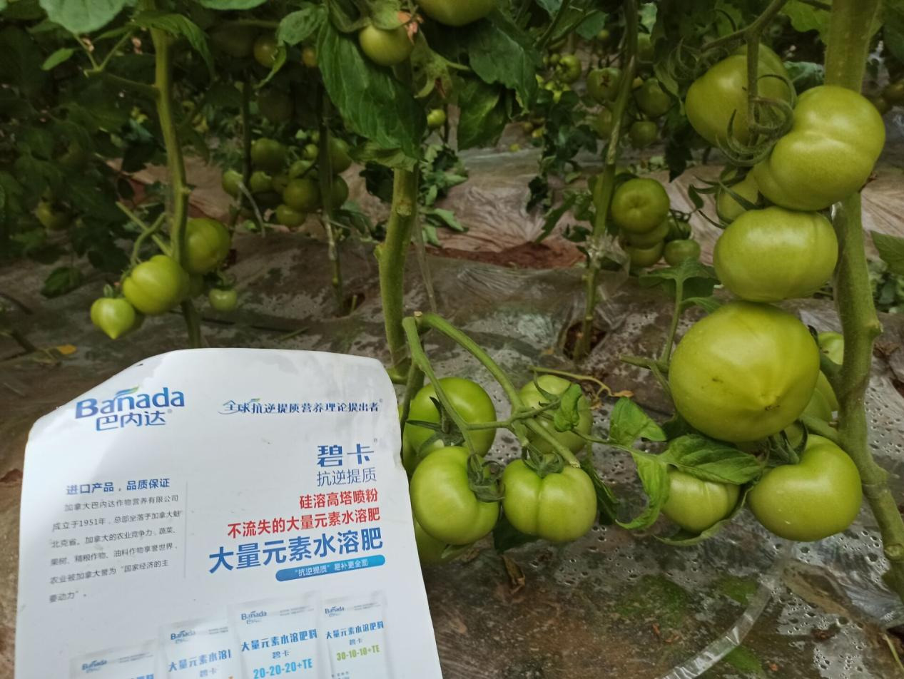 进口水溶肥有哪些优势 进口水溶肥有哪些优势