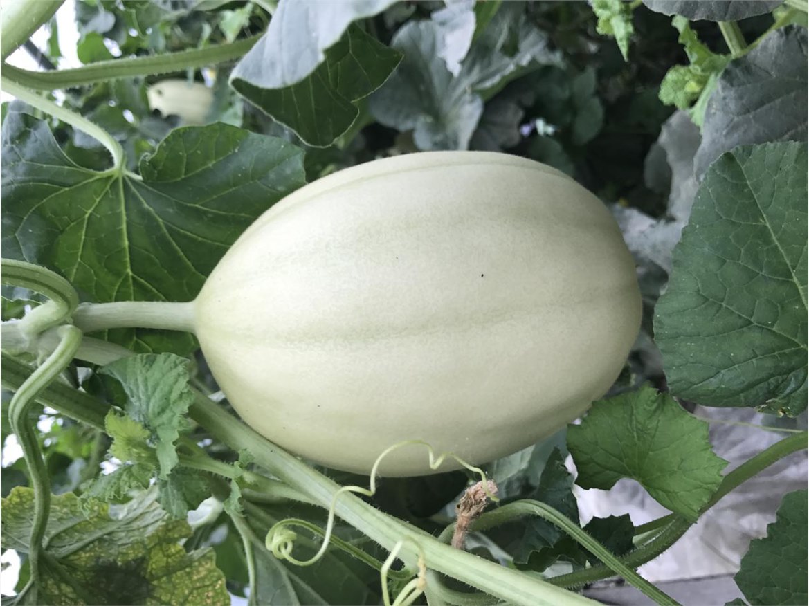 甜瓜高产栽培技术及肥水管理