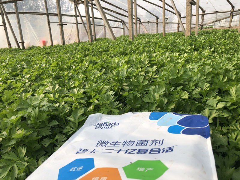 芹菜冲施肥哪种好