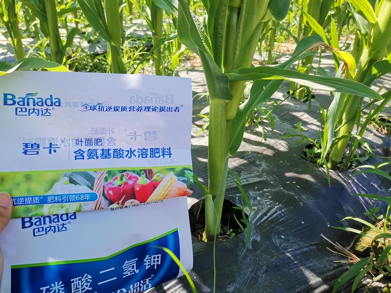 氨基酸叶面肥能与磷酸二氢钾一起使用吗