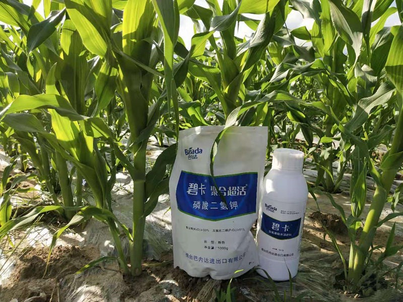 玉米用什么叶面肥更好？