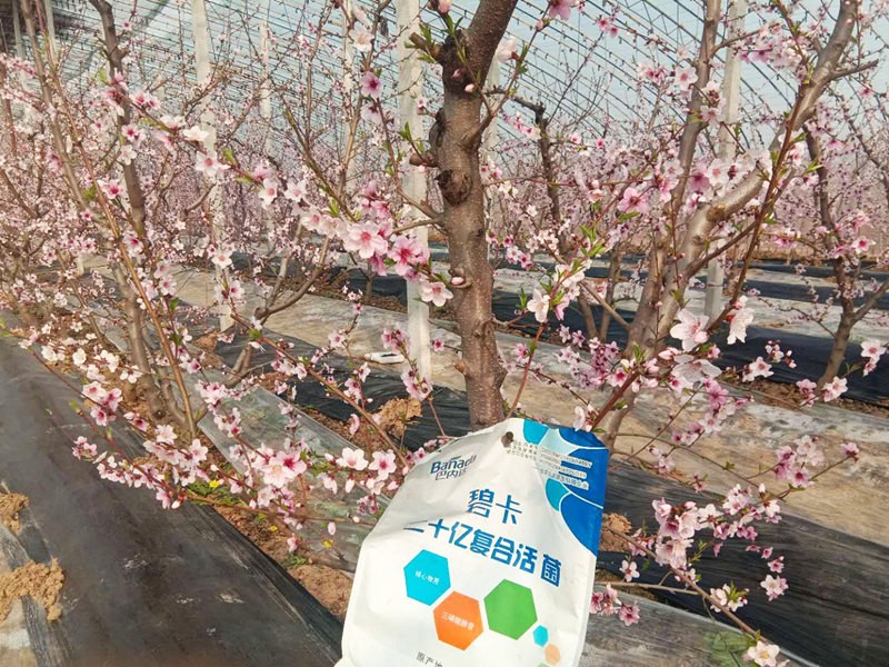 果树冬季施肥适宜时间