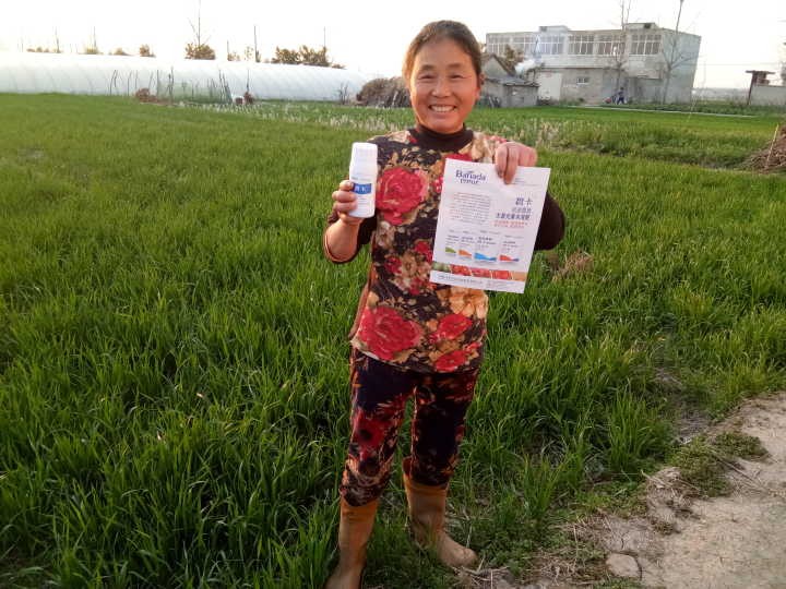 叶面肥哪个好？促进小麦提质增产