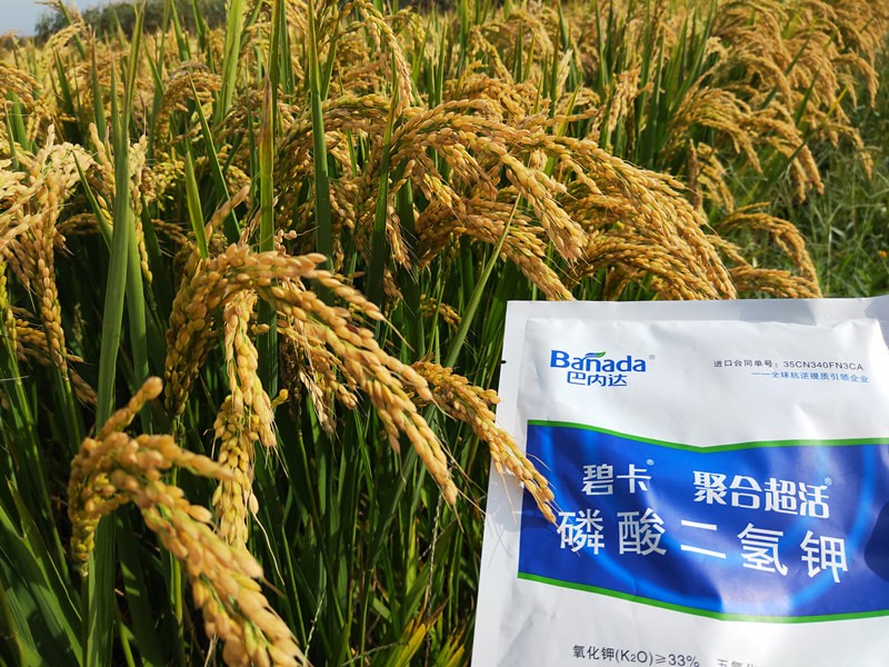 叶面肥对水稻的影响