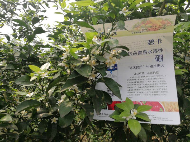 硼肥的作用，花前补硼怎么促花促果？