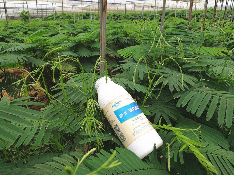 钙肥的作用及使用方法