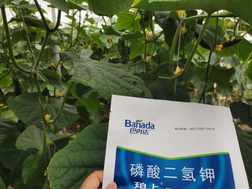 水溶肥这样用，黄瓜更高产
