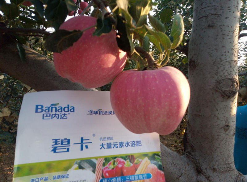 大量元素水溶肥在作物生长周期的作用