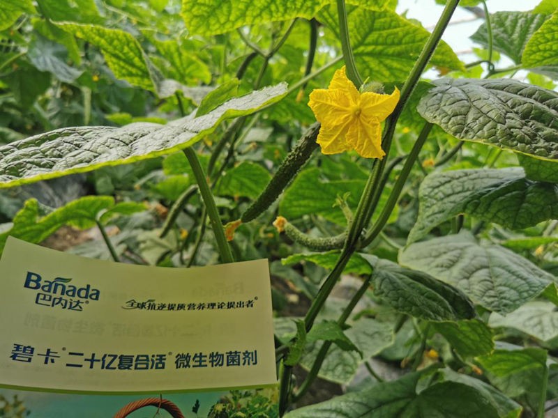 微生物菌剂在大棚黄瓜有哪些作用  