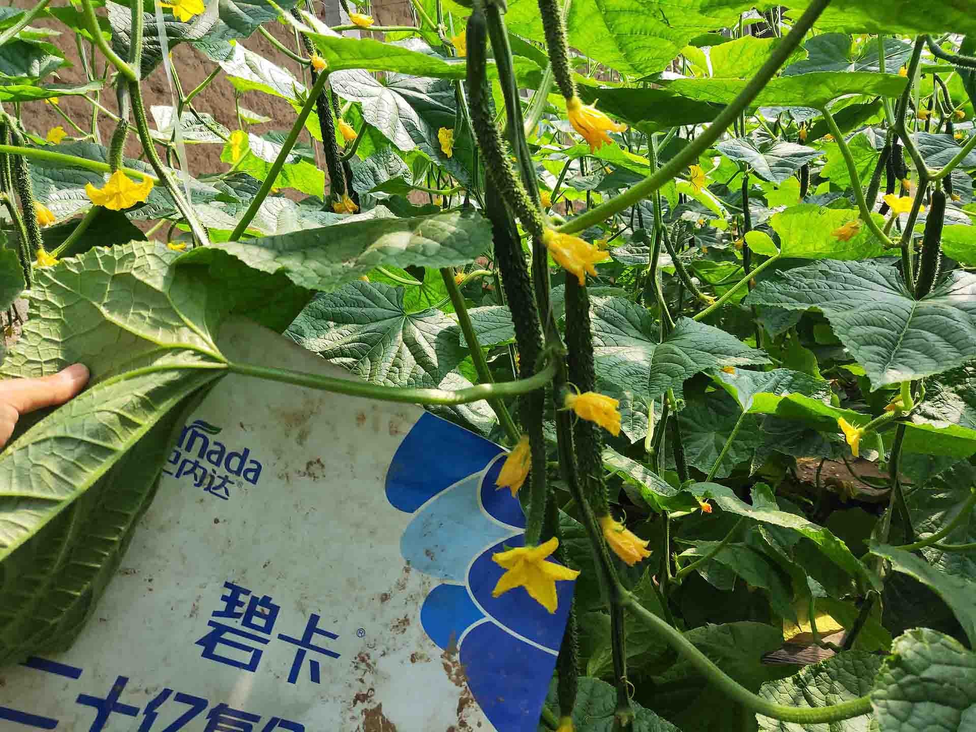 生物菌肥使用的好处有哪些