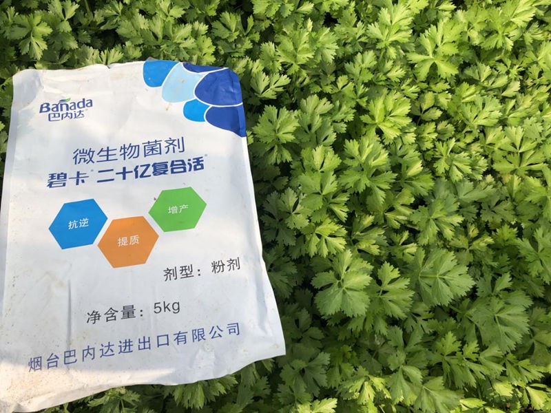 微生物菌剂在芹菜上怎样用效果更好？