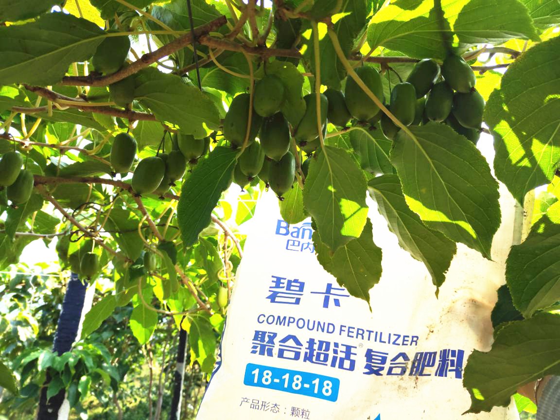 化肥转型水溶肥，果树施肥方式怎么变？