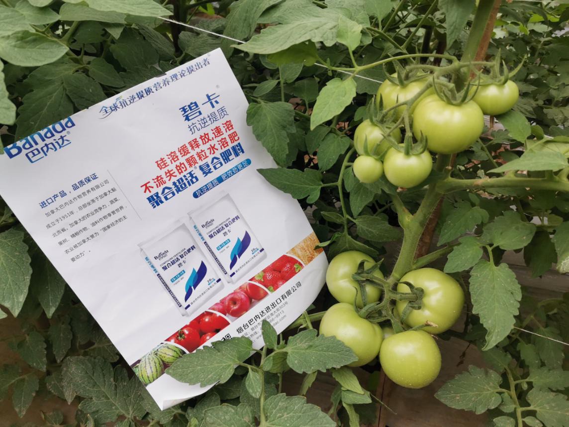 西红柿施肥误区，这四点你知道吗？