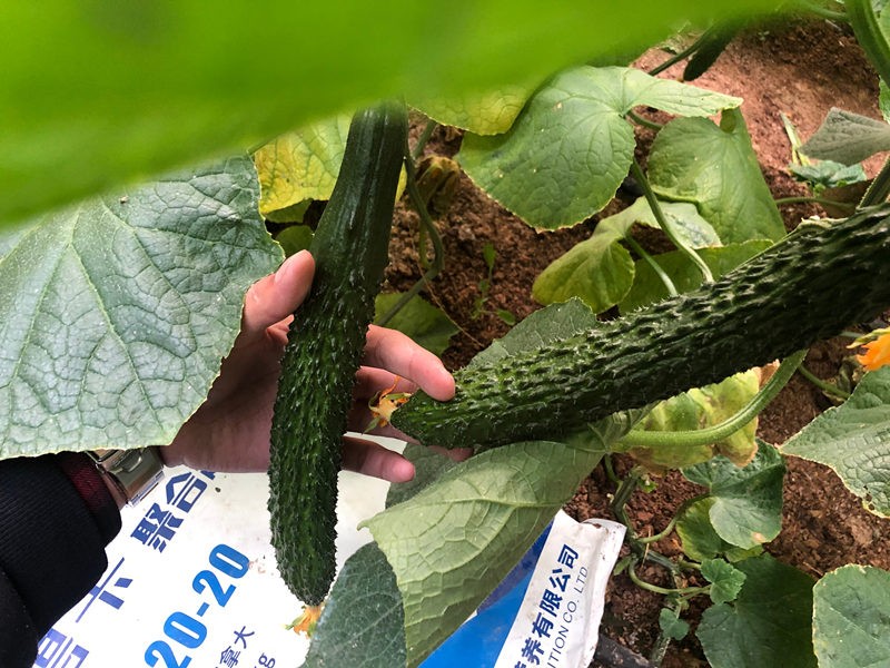 冲施肥在黄瓜上怎样使用