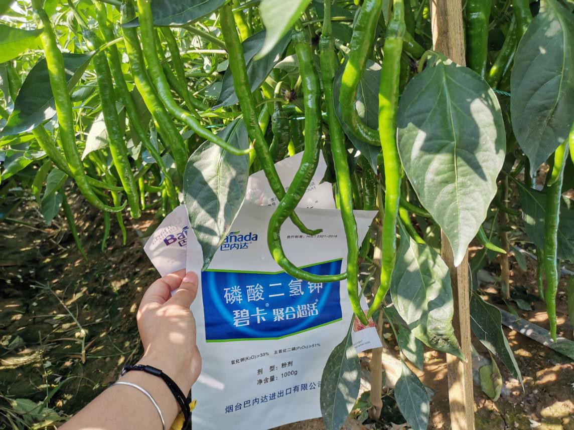 辣椒叶面肥哪个牌子好 ?该如何使用？