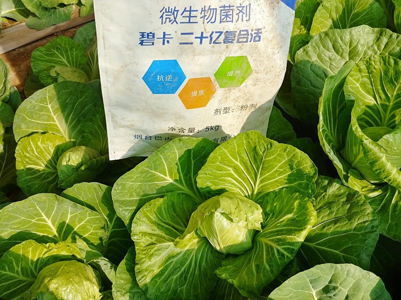 蔬菜用什么水溶肥好