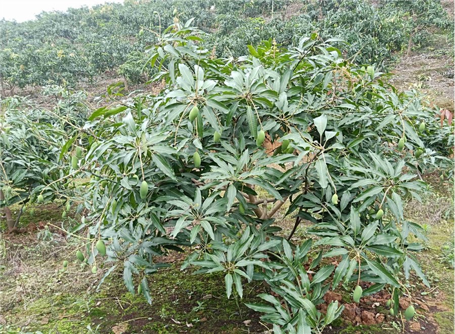 芒果施什么肥料？